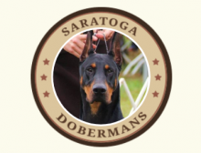 Saratoga Dobermans Logo